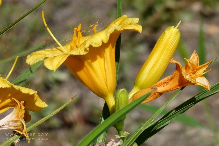 風途科技：種植黃花菜需要什么氣候條件？